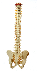 Voetreflexzone massage 2 wervelkolom, stemvork voetreflex. stemvork therapie